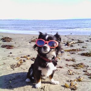 Meet your Posher, Ron